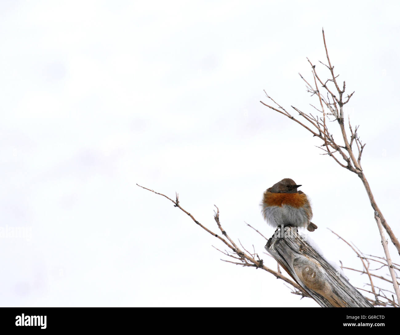 Robin accentor, Prunella rubeculoides in Hemis High Altitude National Park in Ladakh, India. Stock Photo