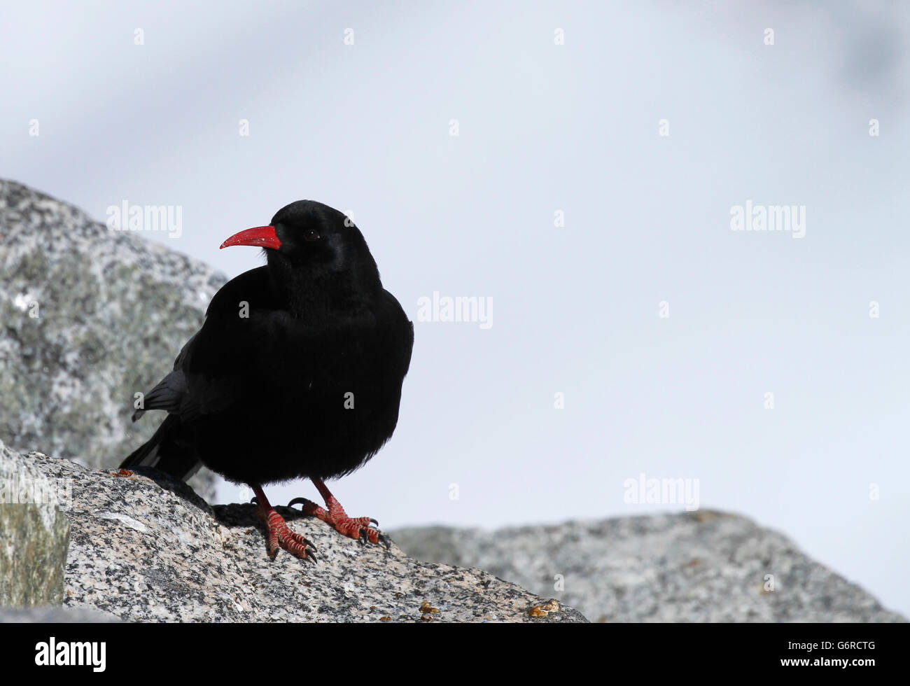 Red-billed chough, Pyrrhocorax pyrrhocorax himalayanus (Himalayan subspecies) at Khardung La Pass in Ladakh, India. Stock Photo