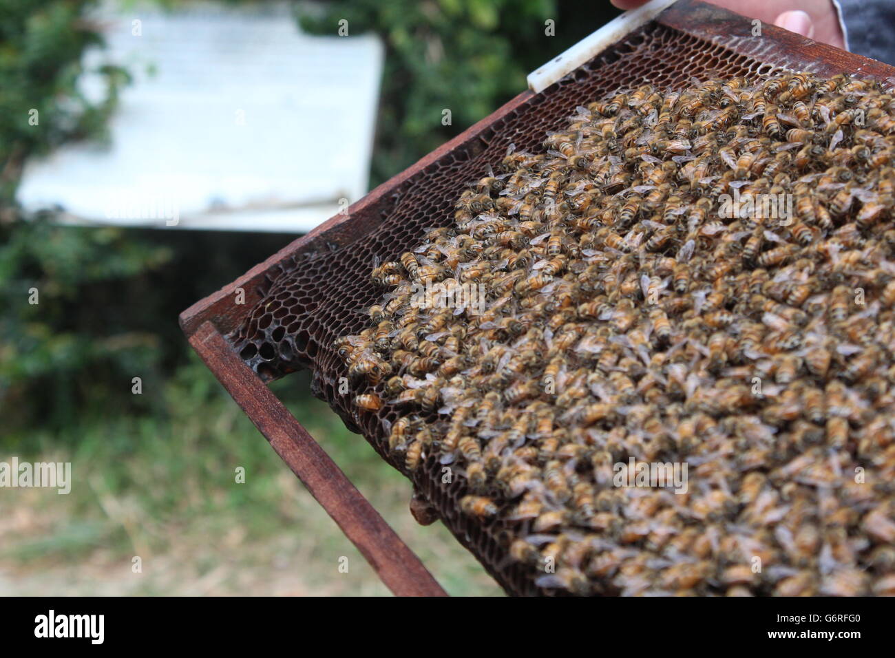 Bees on a farm Stock Photo
