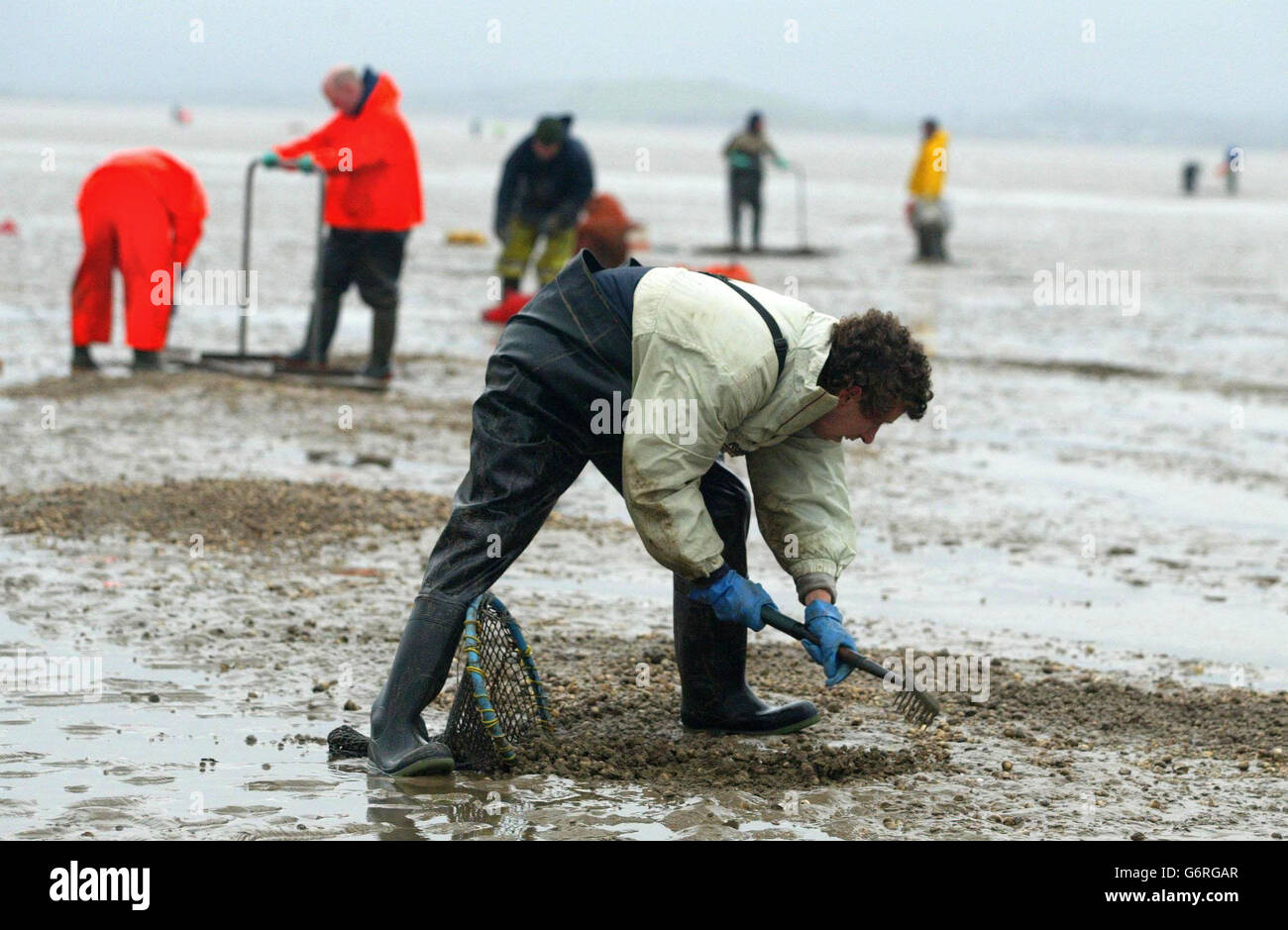 Cocklers back at work on the sands of Morcambe Bay , Lancashire, after the tragic event where 17 men and two women, died while harvesting cockles. China said it would work with the British government to thwart illegal immigration and people-smuggling following the deaths of the 19 Chinese cockle pickers in Morecambe Bay. Stock Photo