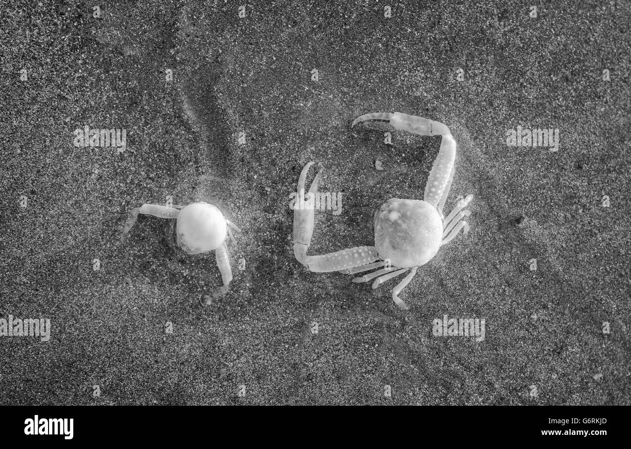 Ghost crabs hi-res stock photography and images - Alamy