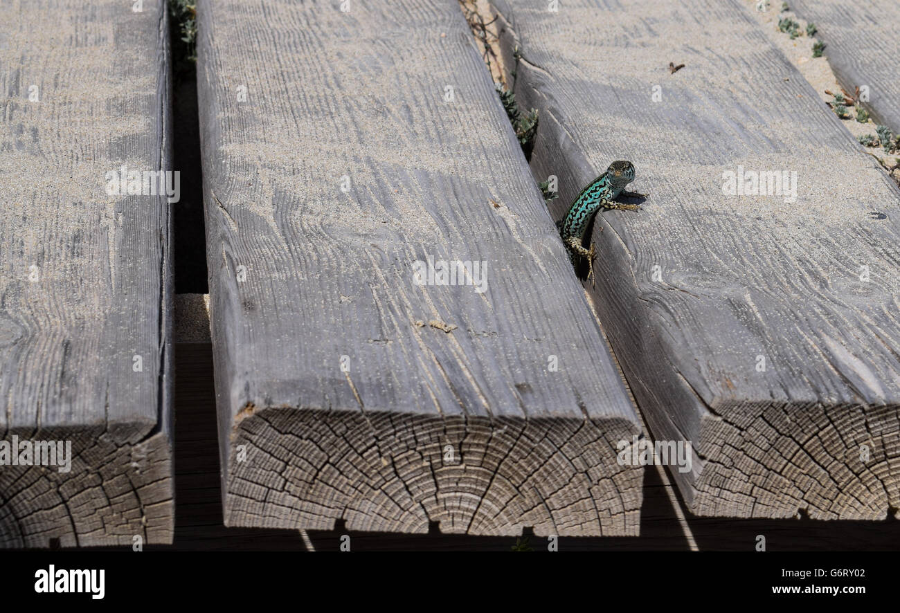 Podarcis Pityusensis Formenterae lizard peeking up through wooden path panels Stock Photo
