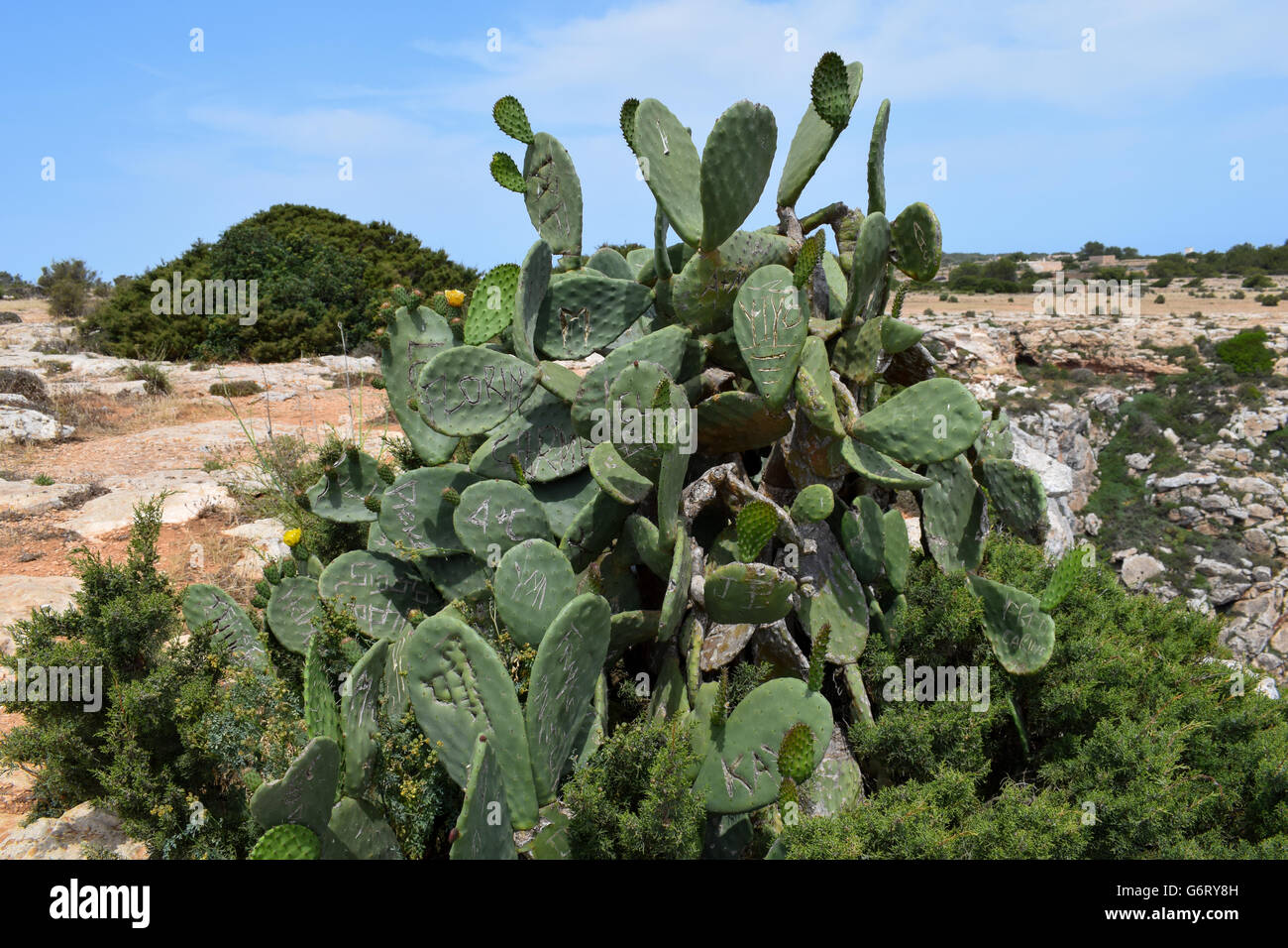 Graffiti names scored into prickly pear cactus leaves, Faro de la Mola, Formentera Stock Photo