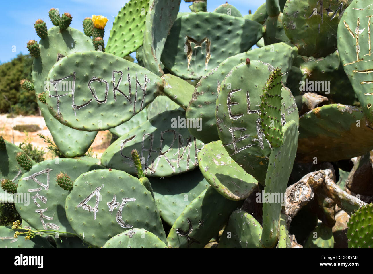 Graffiti names scored into prickly pear cactus leaves, Faro de la Mola, Formentera Stock Photo