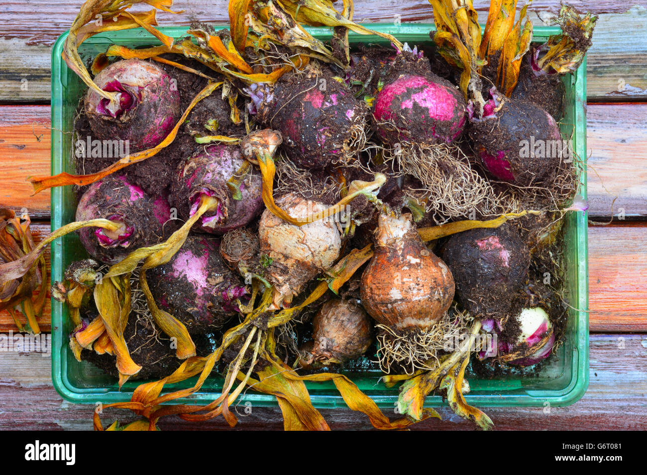 Hyacinth bulbs drying out after flowering Stock Photo Alamy