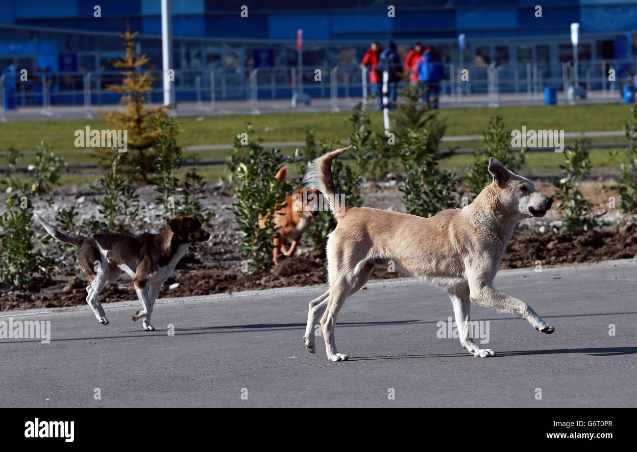 Sochi Winter Olympic Games - Pre-Games activity - Tuesday. Stray dogs around the Olympic Park in Sochi, Russia. Stock Photo