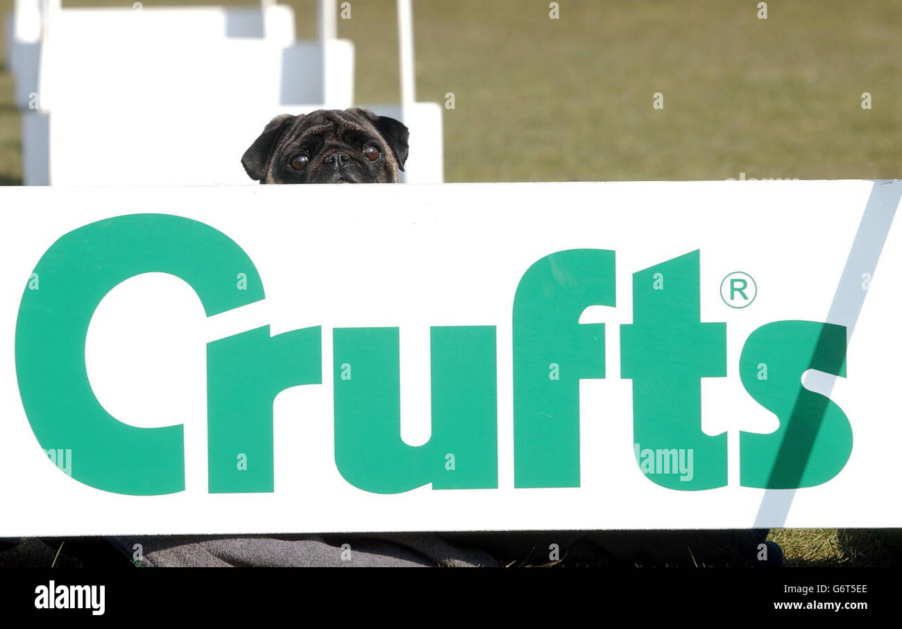 Lucy the 'pug' awaits her 'que' as the Moonshine Fun Agility display team rehearse at the NEC in Birmingham, ahead of Thursday's opening of Crufts dog show. The team of five pugs is trained by Marian Mooney of Formby, Lancs. They support pug welfare. Stock Photo