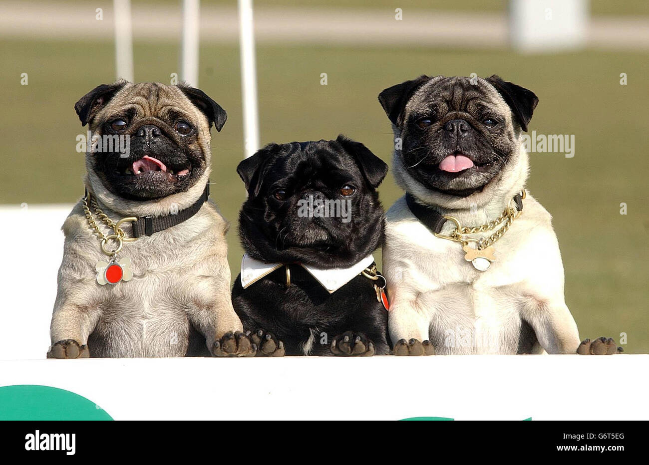 Crufts dog show Stock Photo