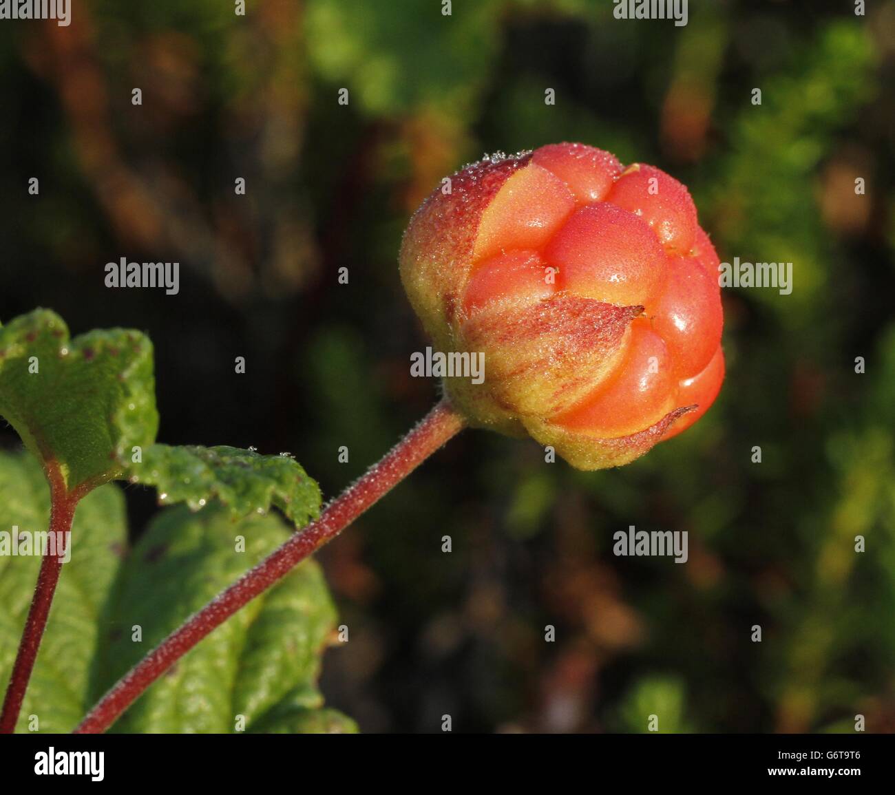 Cloudberry Rubus chamaemorus in Finland. Stock Photo