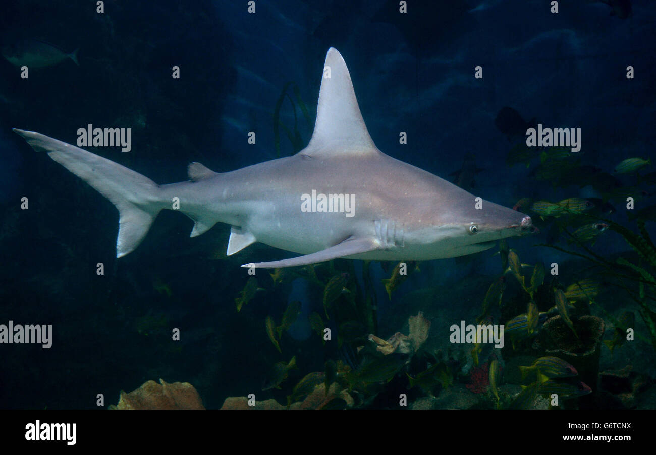 Travel stock Melbourne. A Sandbar Whaler Shark at Melbourne Aquarium