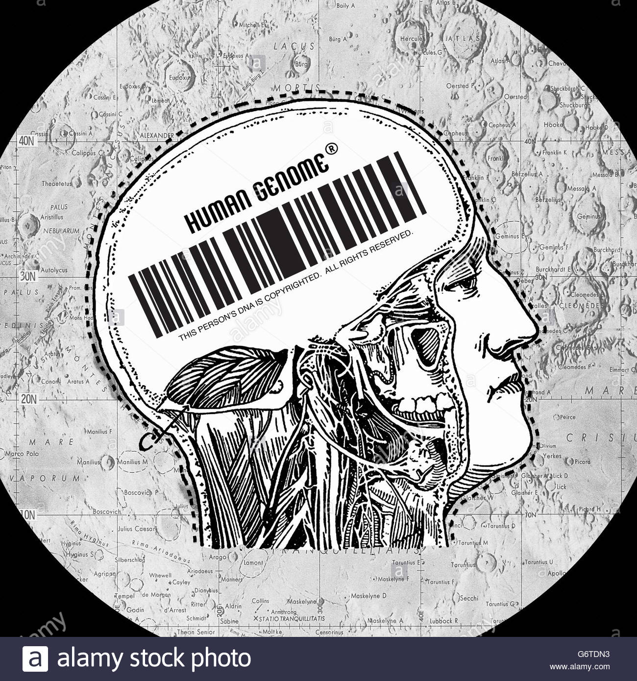 Human Brain Side Diagram Stock Photos & Human Brain Side Diagram Stock