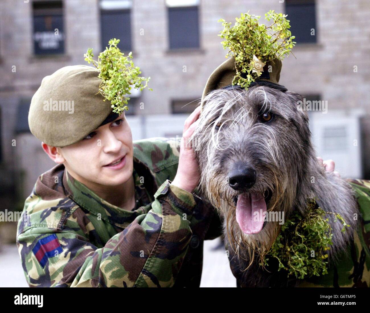 Drummer Lance Clerkin and regimental mascot Donnchadh wearing shamrock on St Patricks day during a ceremony at Bessbrook in south Armagh, Northern Ireland. The Princess Royal presented shamrock to members of the First Battalion, Irish Guards, who are currently serving on the border. Stock Photo