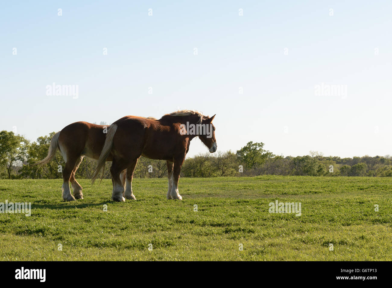 Two horses walking on open green grass field Stock Photo