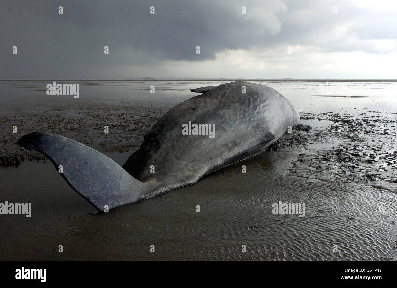 Sperm Whale Dies - Sutton Bridge Stock Photo
