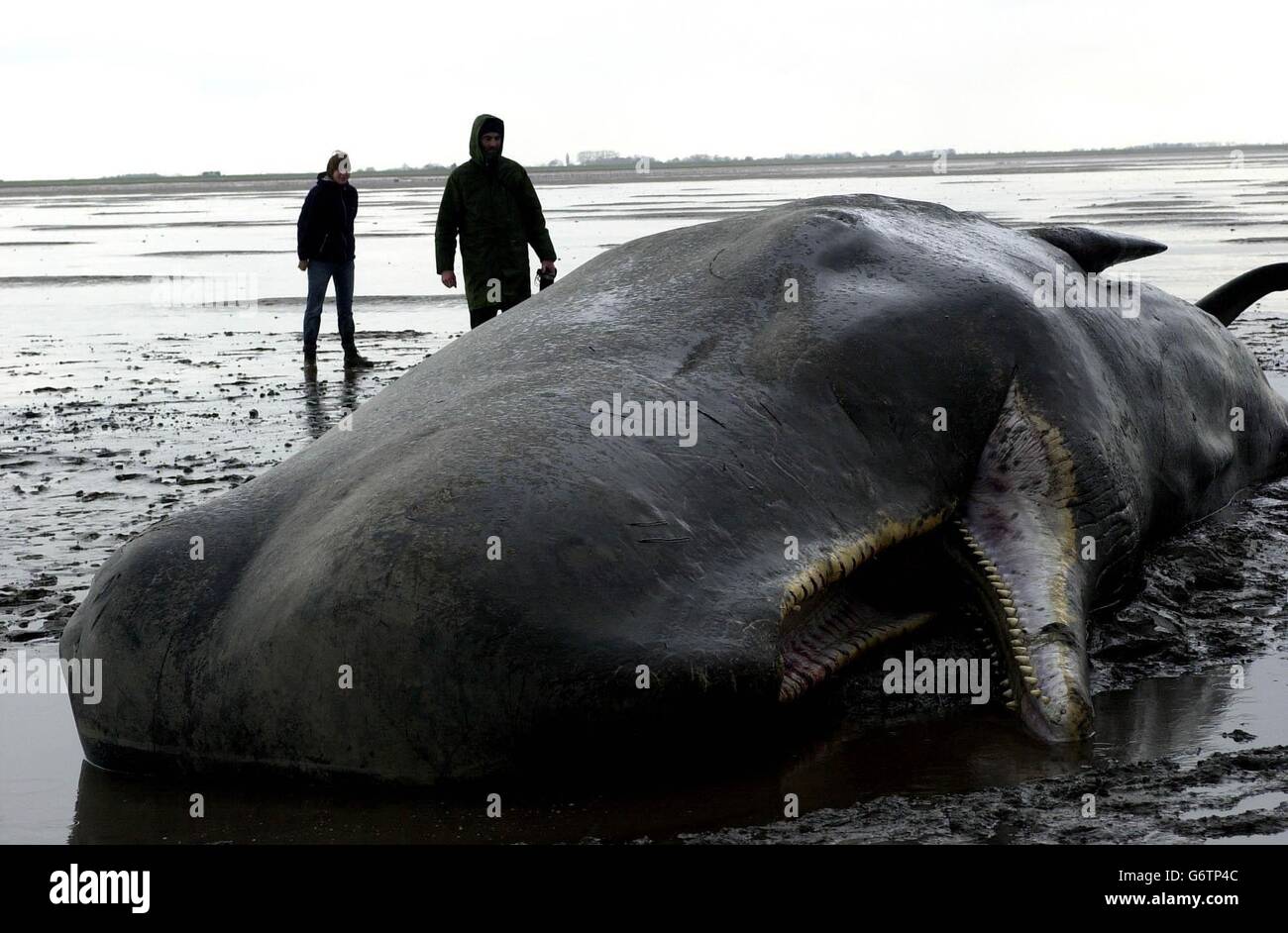 A 36ft sperm whale lies dead on the beach at Sutton Bridge, in The Wash, off the Lincolnshire coast, where it became stranded. Stock Photo