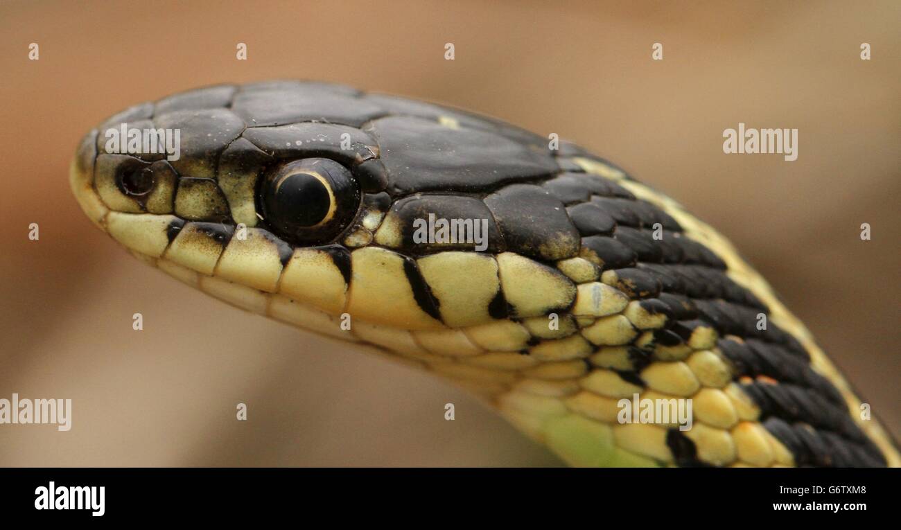 Red sided garter snake Thamnophis sirtalis parietalis in Narcisse, Manitoba, Canada. Stock Photo