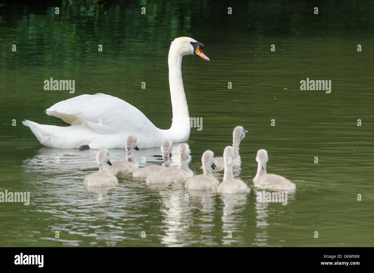 Mute Swan [Cygnus olor] with newly hatched cygnets swimming on the River Ant, The Norfolk Broads, UK Stock Photo