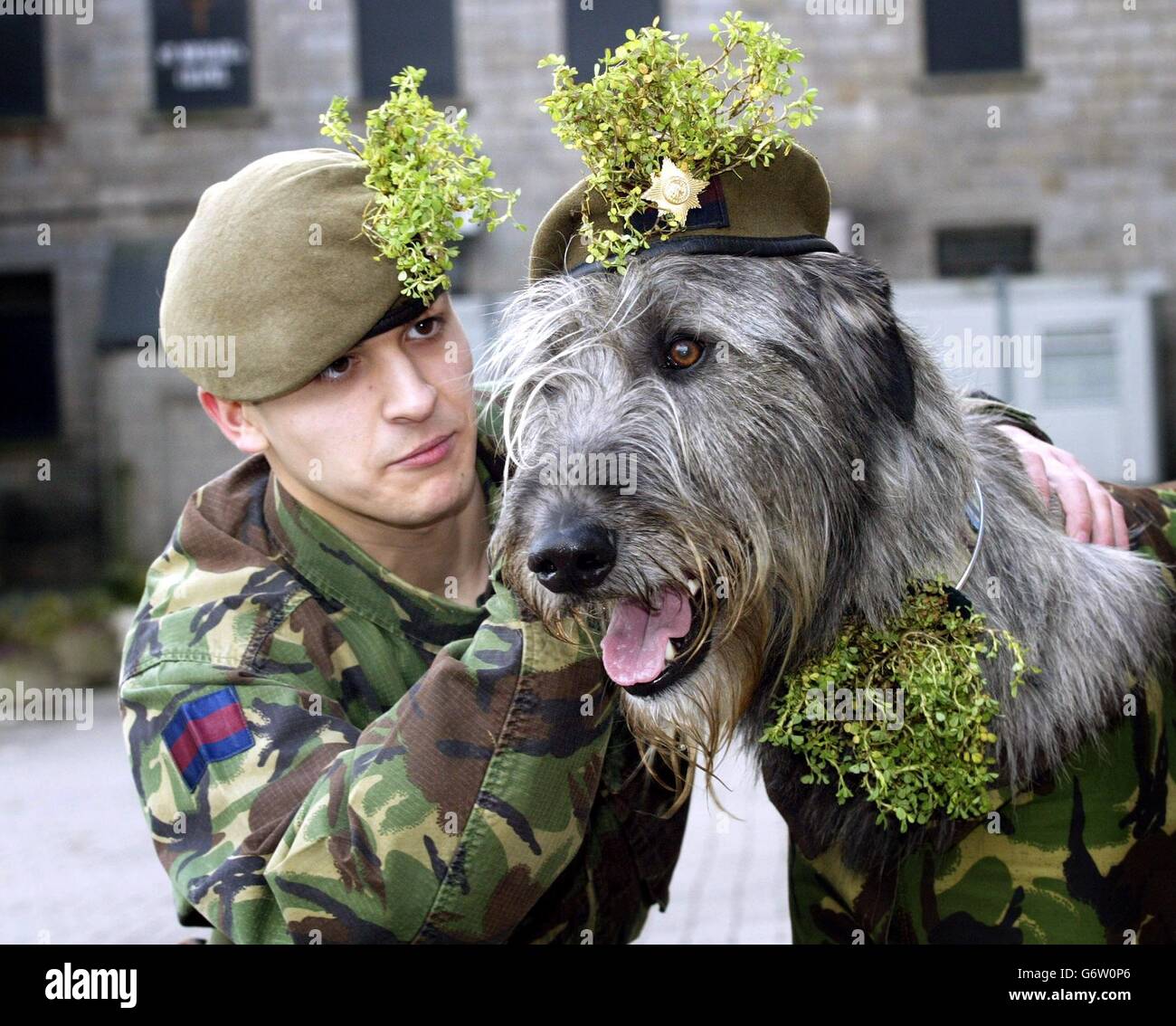 Drummer Lance Clerkin and regimental mascot Donnchadh, of the 1st Battalion Irish Guards, on St Patricks day, at a ceremony at Bessbrook mill in south Armagh in Northern Ireland,the soldiers were presented the shamrock by Her Royal Highness Princess Anne, who flew into the army base today for a St Patricks day service. Stock Photo