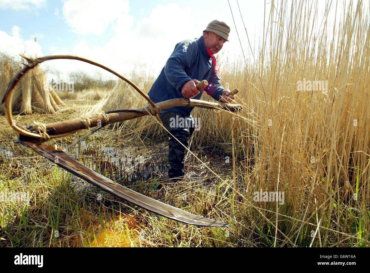 Reed cutting in Norfolk Stock Photo Alamy