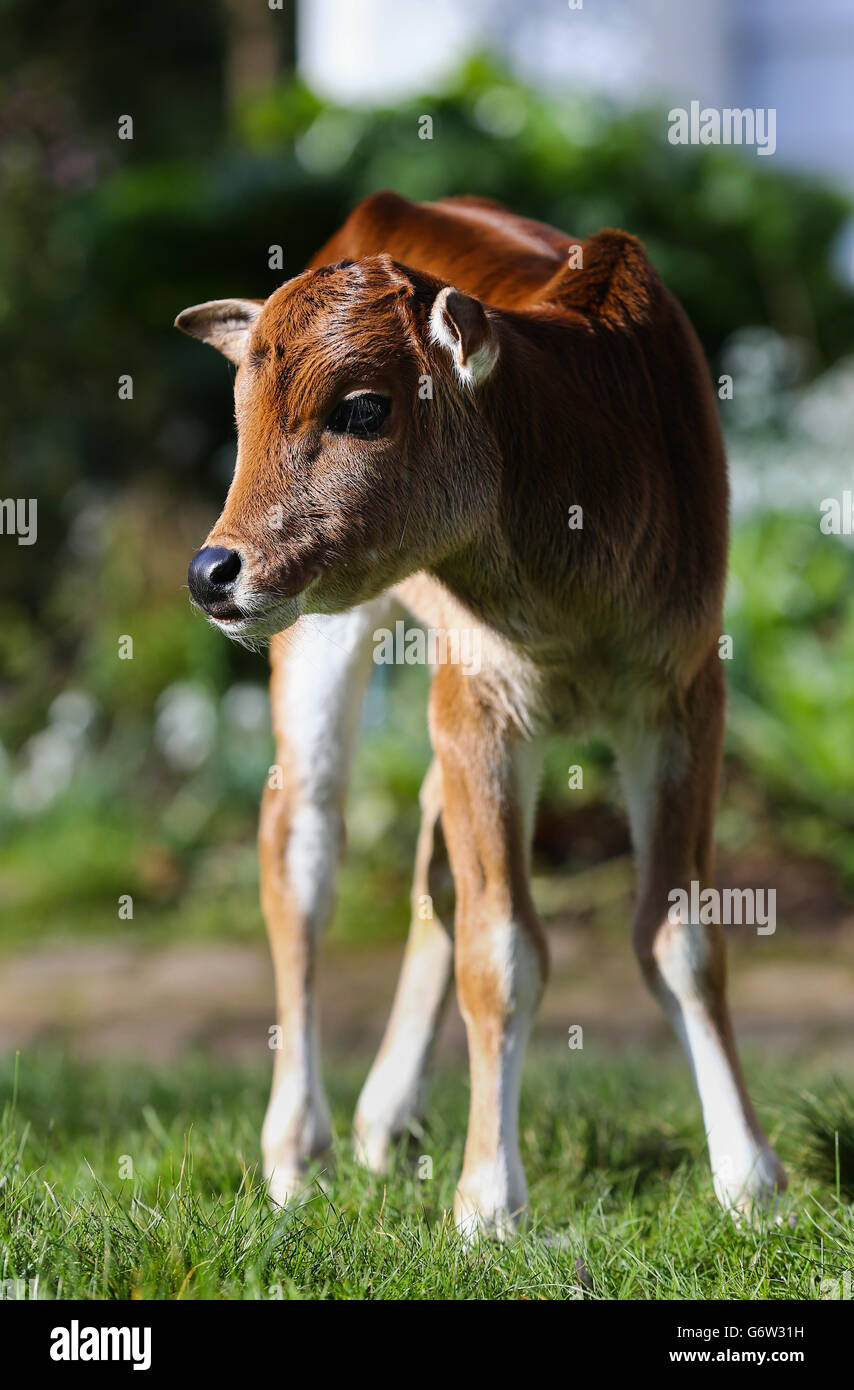 Asian Miniature Zebu Cow baby Kent Stock Photo Alamy