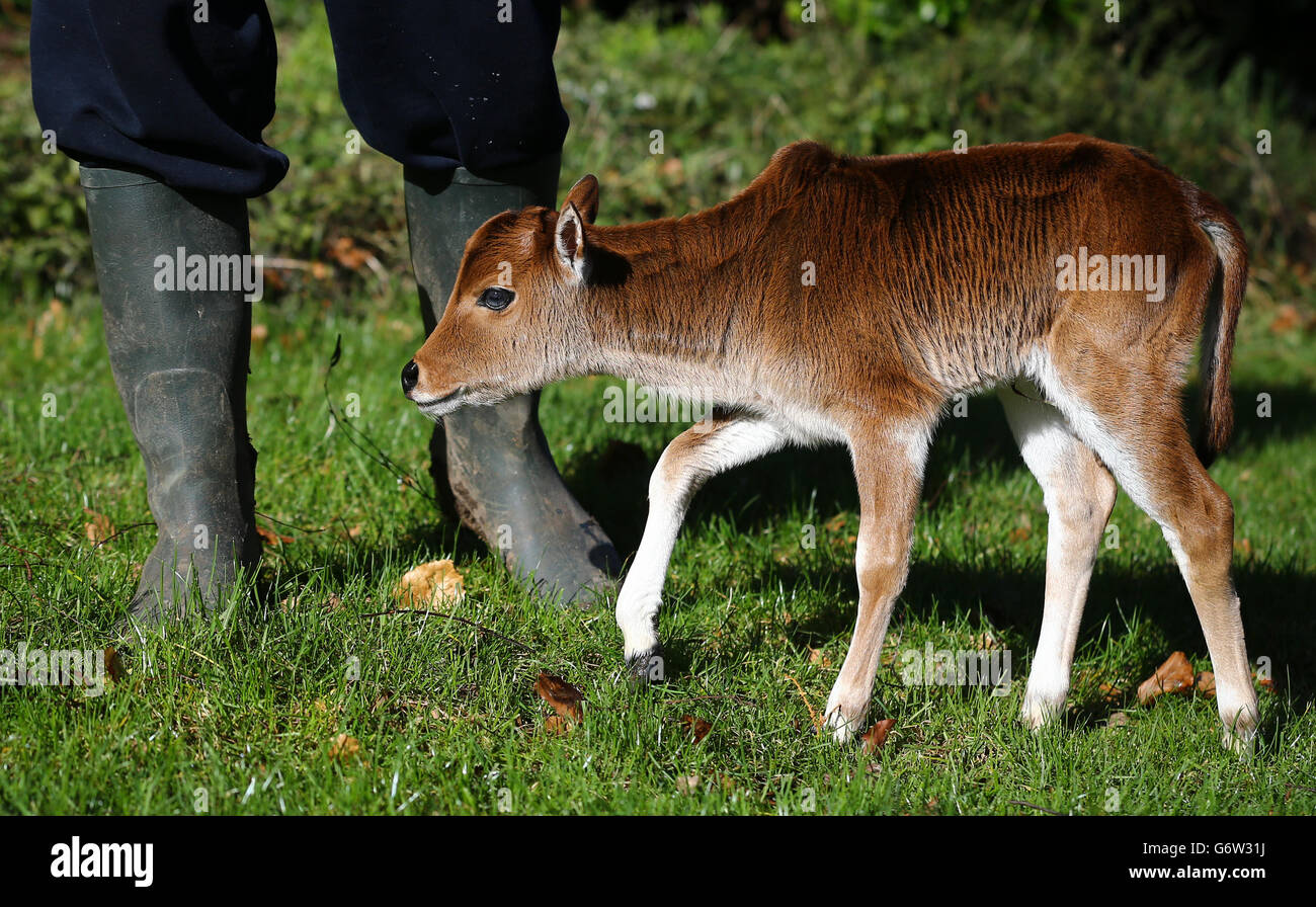 Asian Miniature Zebu Cow baby Kent Stock Photo Alamy