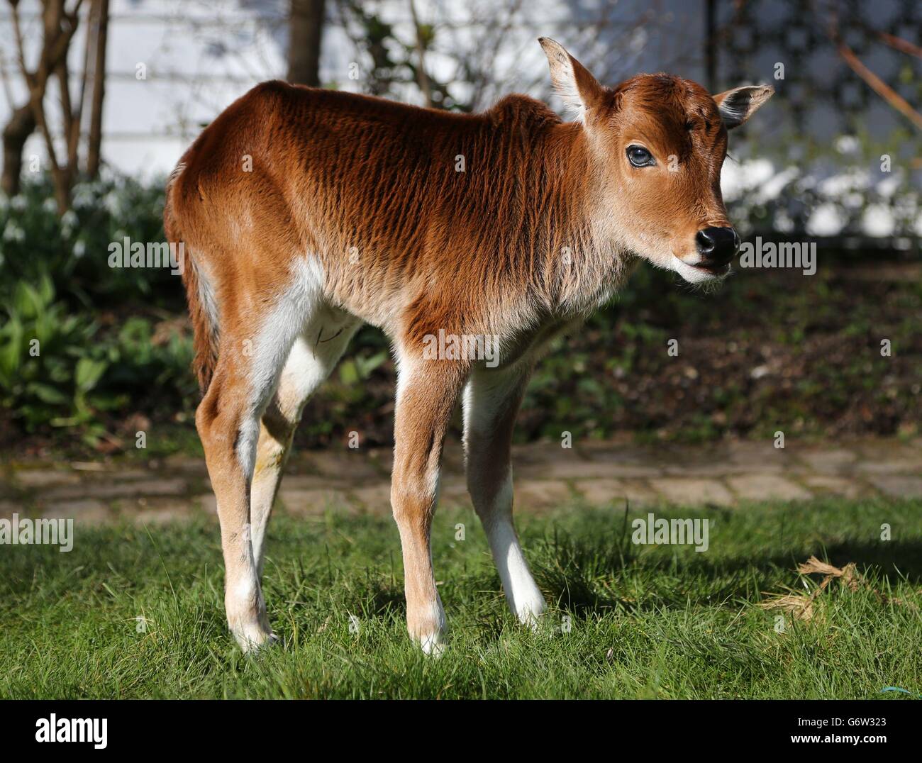 Miniature zebu hires stock photography and images Alamy