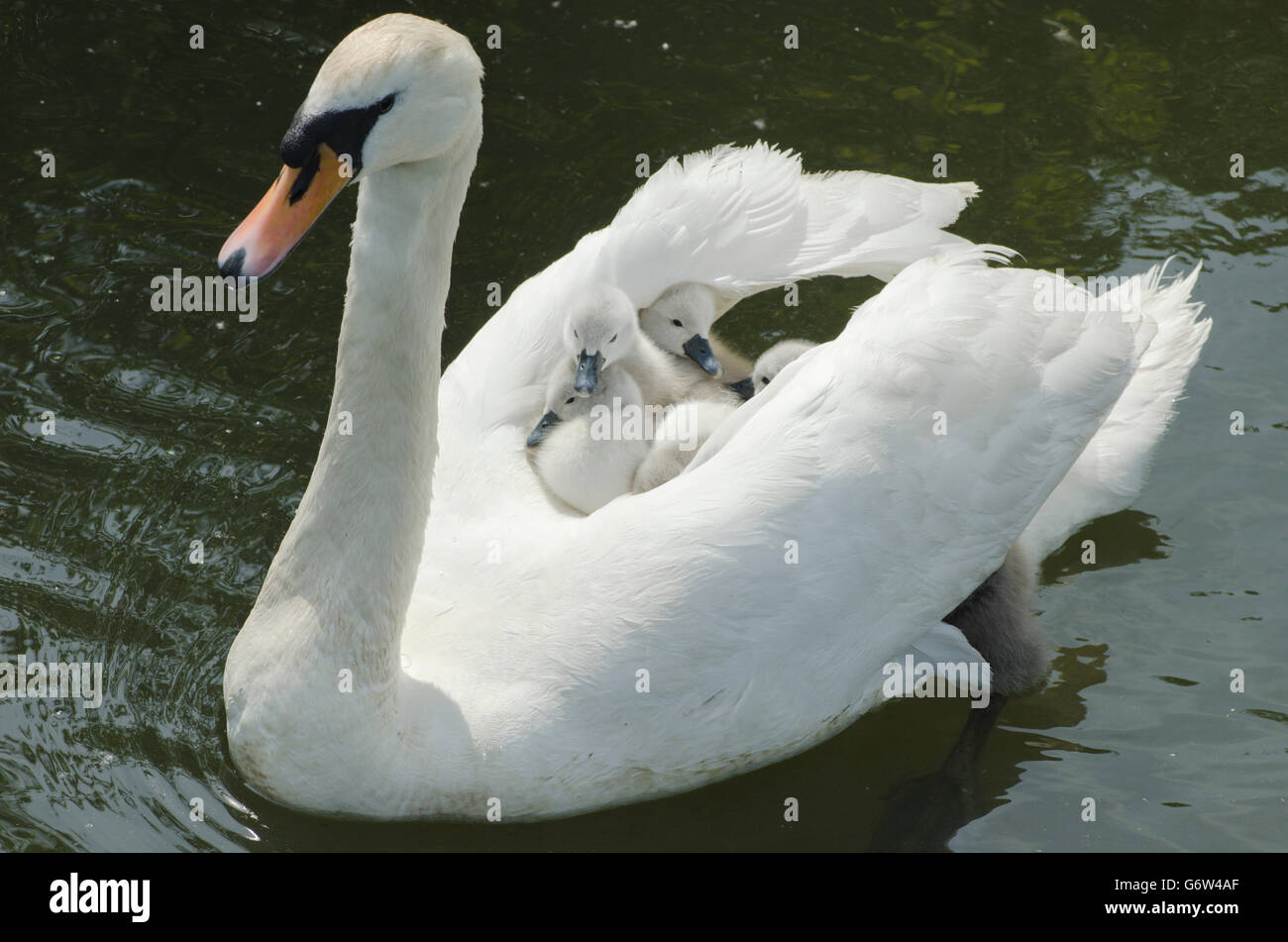 Mute Swan [Cygnus olor] carrying babies on its back on the River Ant, The Norfolk Broads, UK Stock Photo
