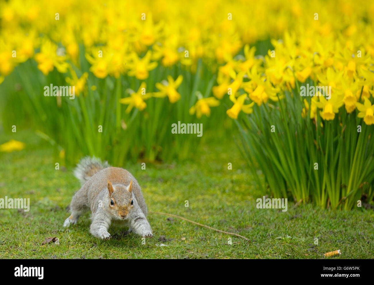 A grey squirrel forages amongst spring daffodils in St James' Park, central London as much of Southern England could bask in temperatures of up to 17C (62.6F) as a wave of high pressure sends the mercury rising this weekend. Stock Photo