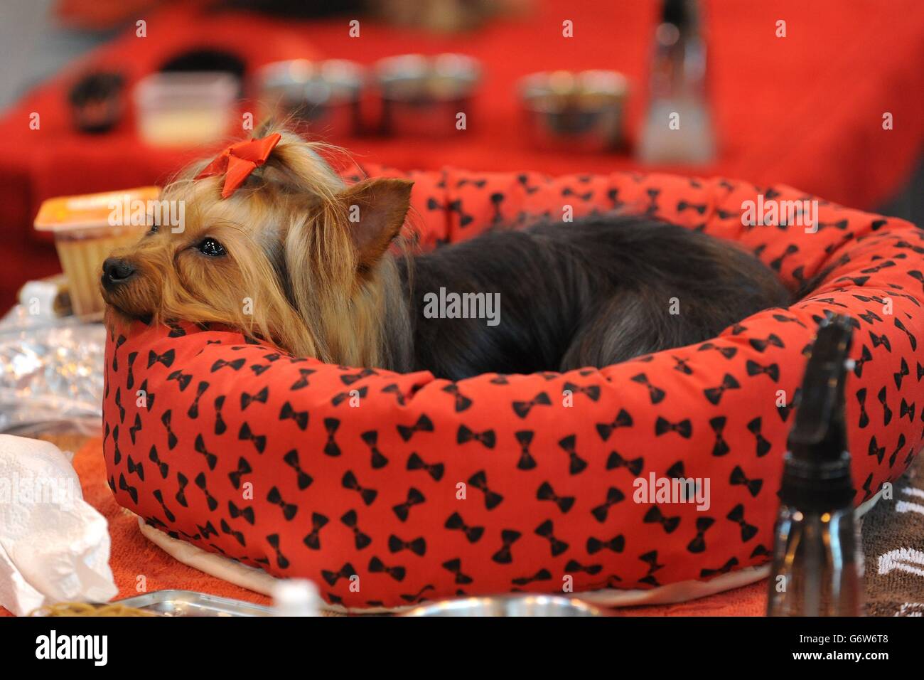 A Yorkshire Terrier named Kode relaxes in her bed during day three of Crufts 2014 at the NEC, Birmingham. Stock Photo