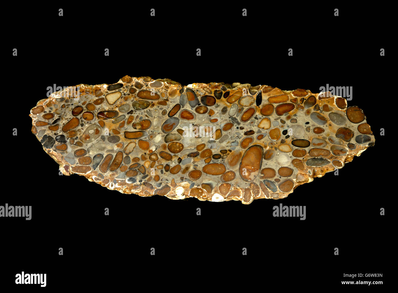 Hertfordshire puddingstone, Conglomerate sedimentary rock consisting of flint pebbles cemented by quartz matrix, Hertfordshire Stock Photo