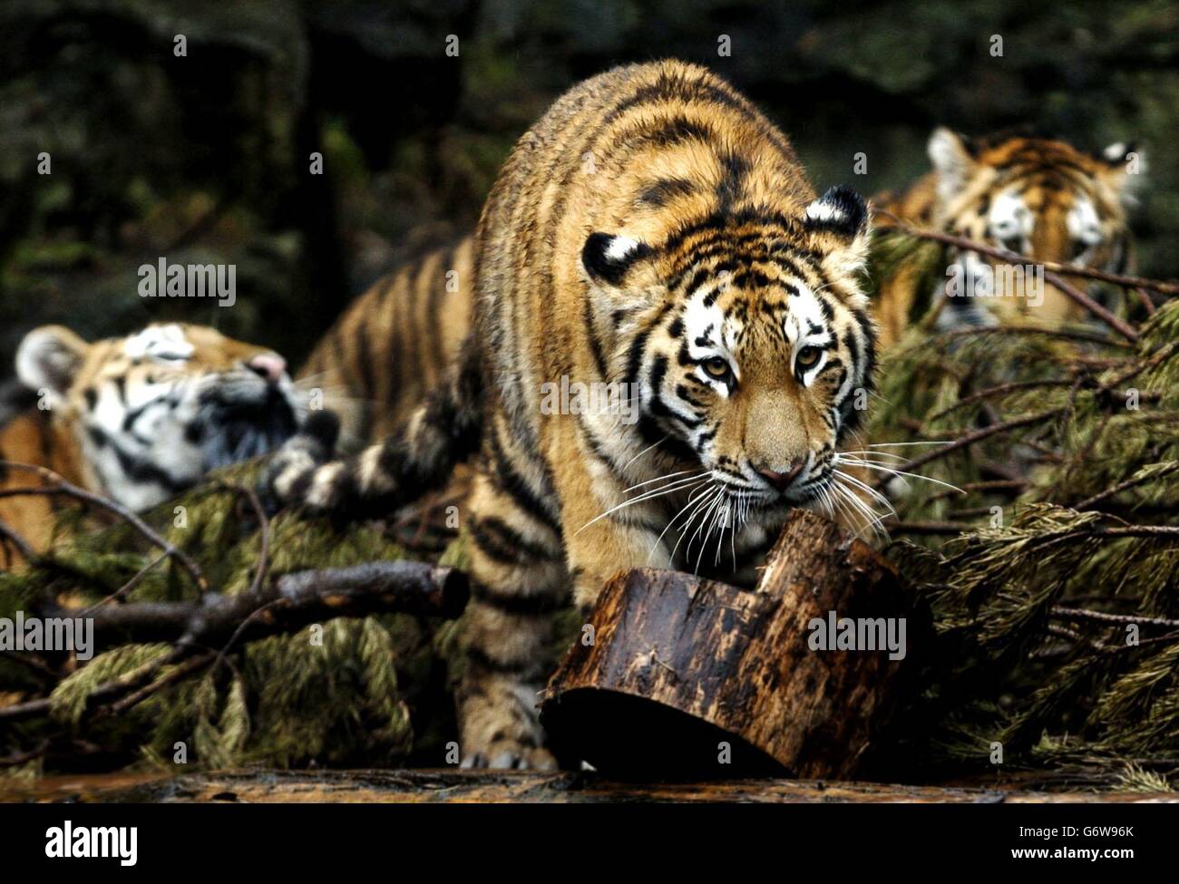 Cats the ultimate predators hires stock photography and images Alamy