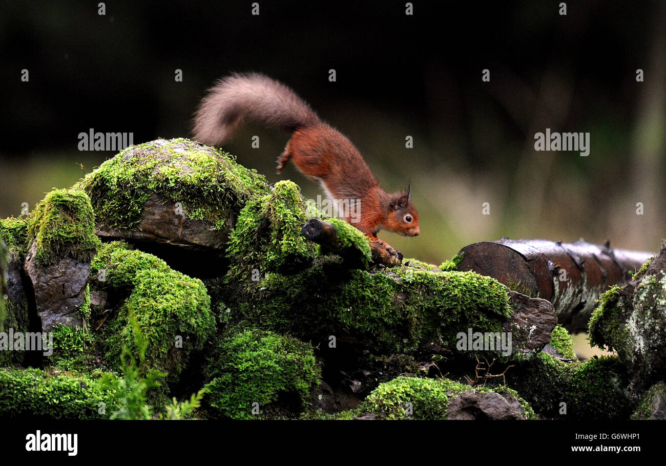 A Red Squirrel on a stone wall in Kielder Forest, Northumberland. Stock Photo