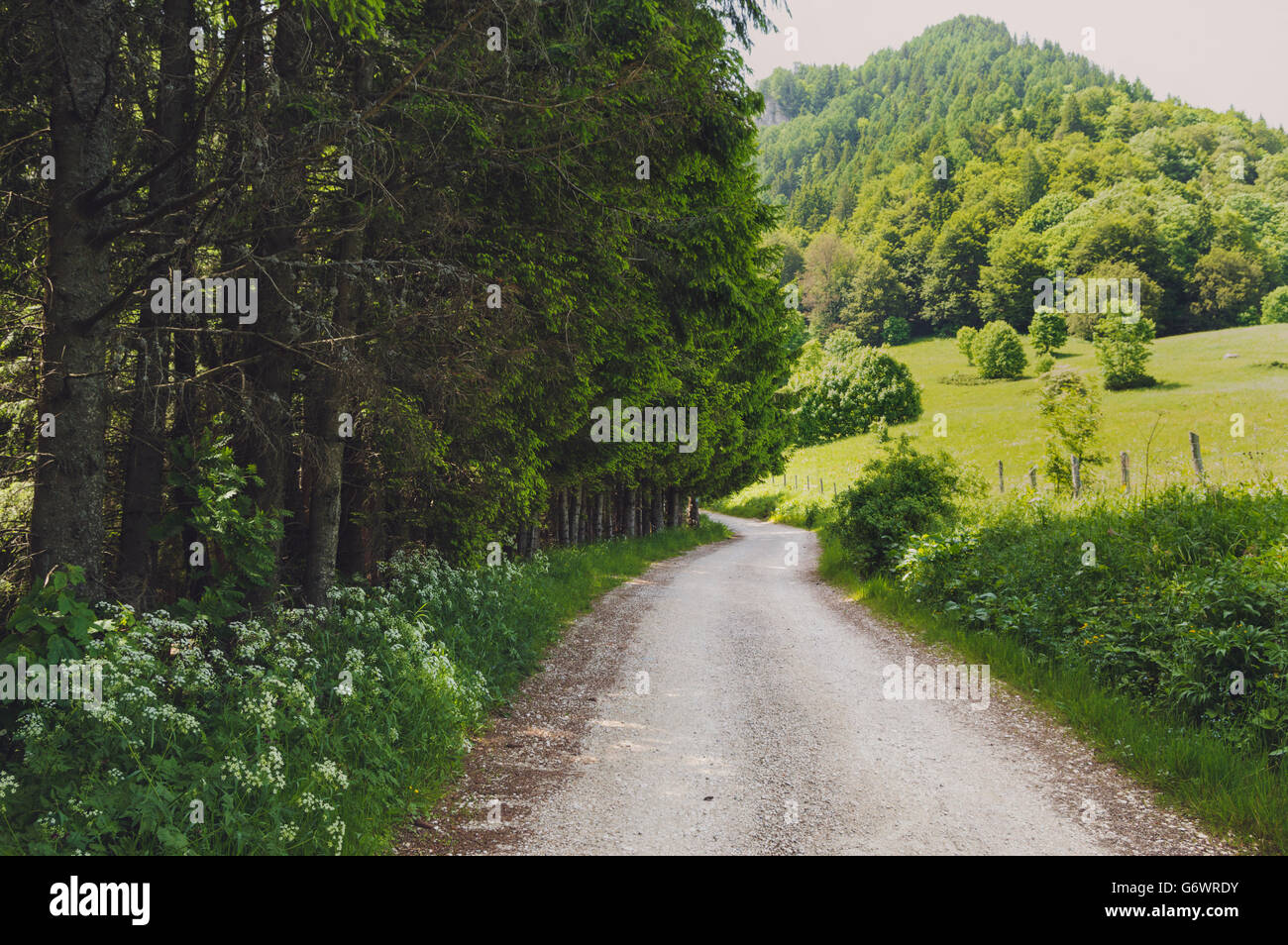 Park summer sun tree mountain hi-res stock photography and images - Alamy