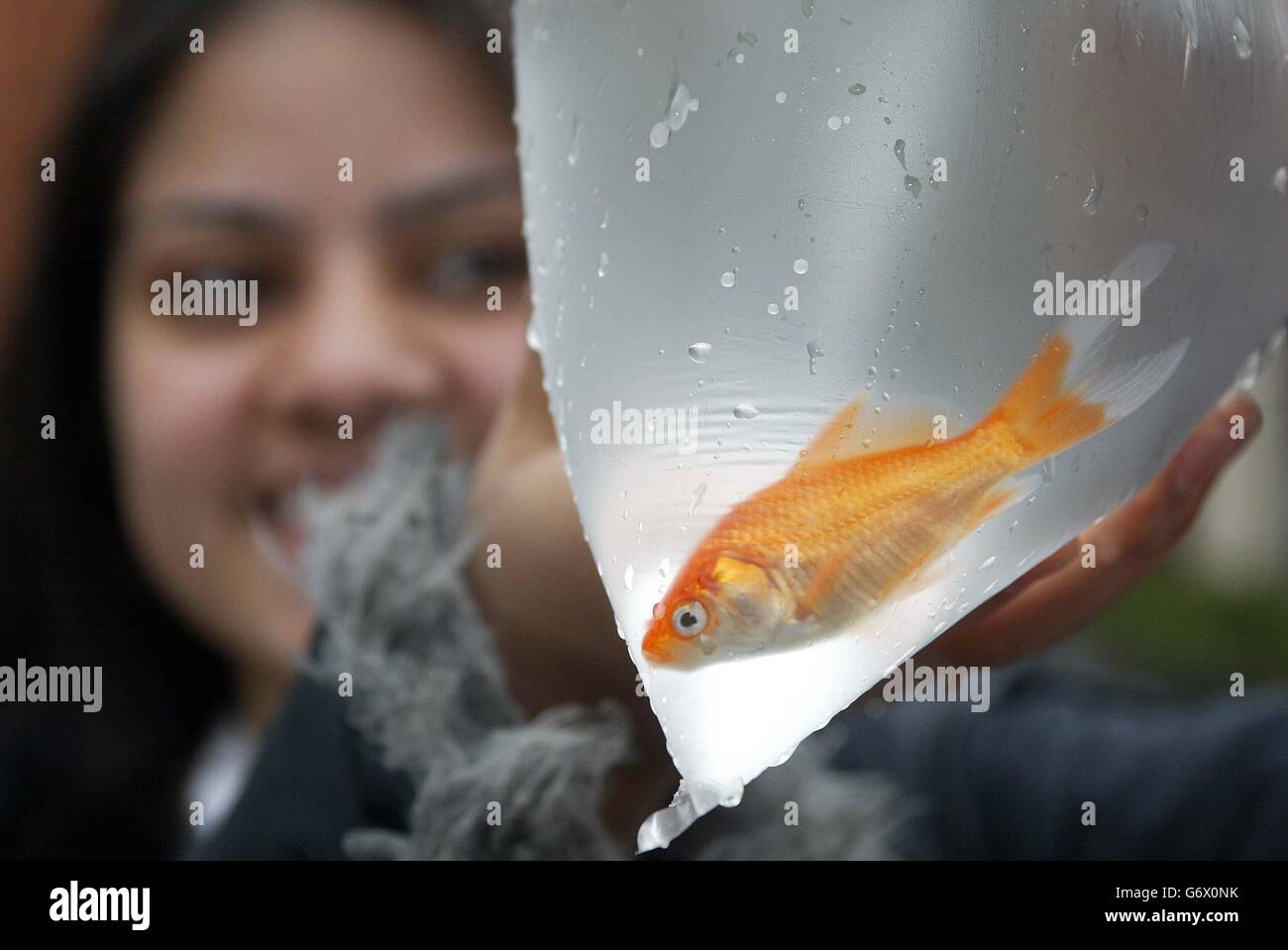 Nishtha Mista, 13, pictured, with William, a goldfish who she helped