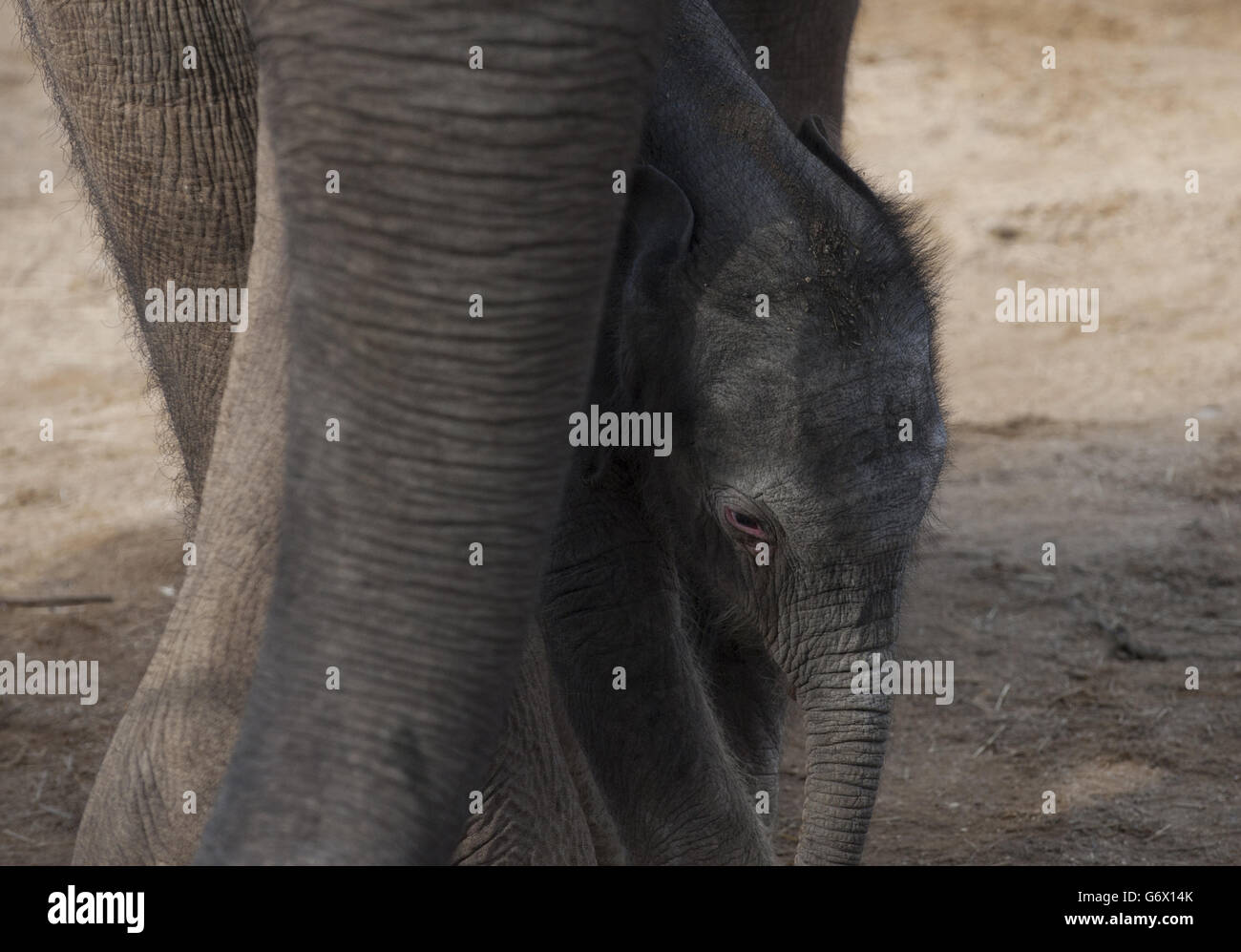 An, as of yet, unnamed Indian Elephant calf in its enclosure at Twycross Zoo, Warwickshire, born in the early hours on Tuesday 4th March to 18 year old Noorjahan, one of the herd of four Indian elephants at the zoo, after a 22 month pregnancy. Stock Photo