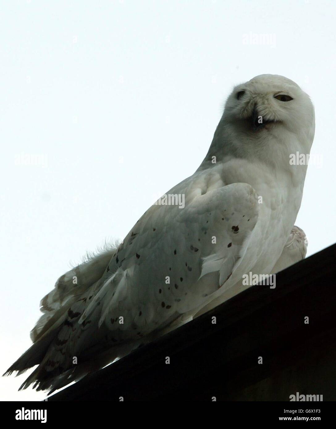 A Snowy Owl sits in a field in Dunwich,Suffolk. Five-year-old Fetlar, who stands 20 inches and has a 4ft 6inch wing span, is roosting in trees at Dunwich, Suffolk, after flying away from the Suffolk Owl Sanctuary at Stonham Aspal, Suffolk, late last month. Stock Photo