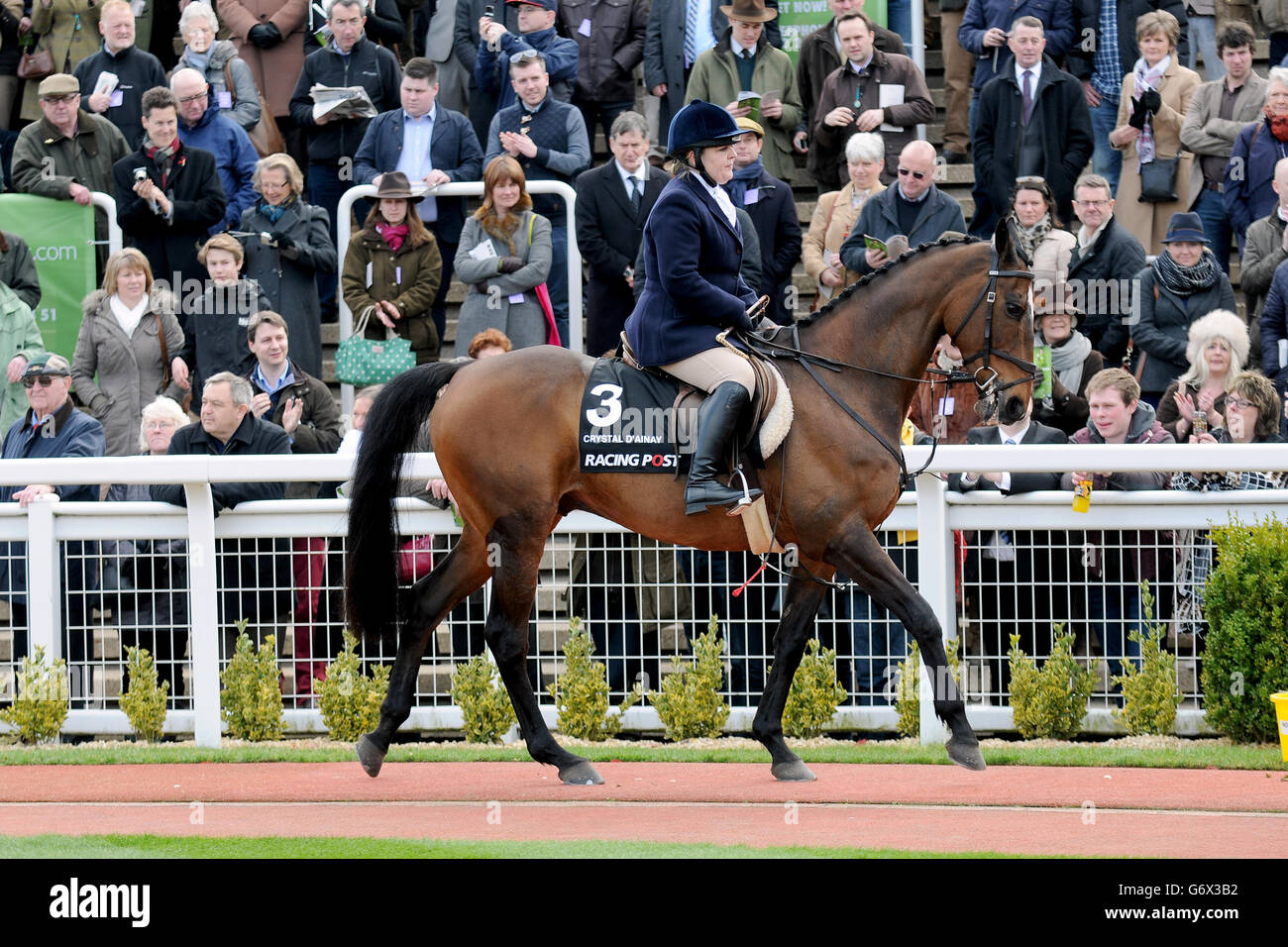 Cheltenham Races Paddock Horse racing paddock parade hi-res stock photography and images - Alamy