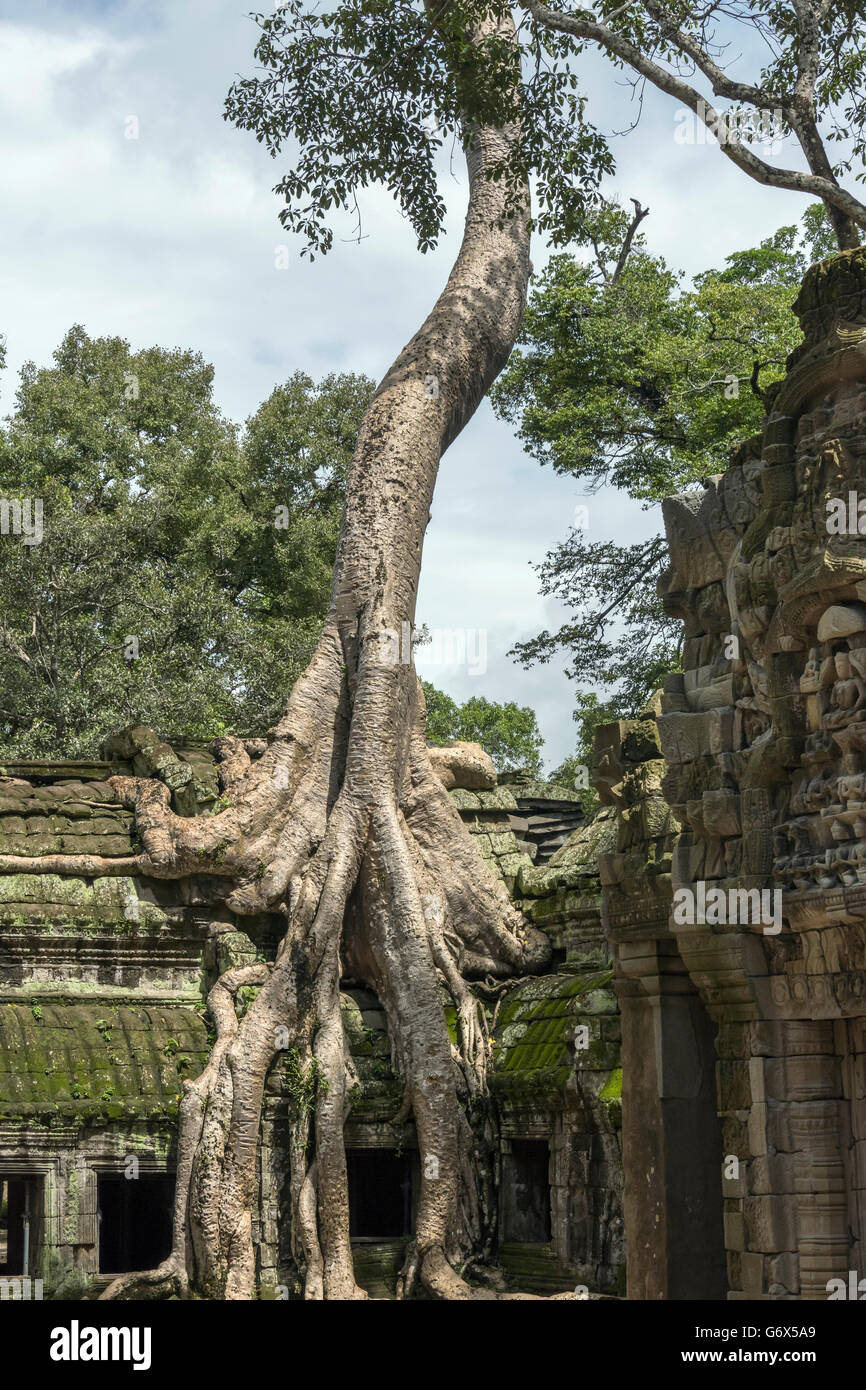 Large thitpok tree (Tetrameles nudiflora) inside Ta Prohm compound by West Gate, near Siem Reap, Cambodia Stock Photo