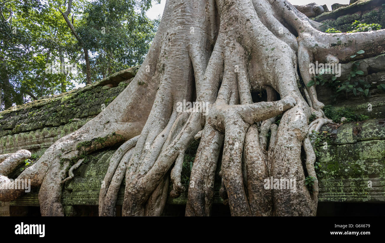 Cambodia silk cotton tree ceiba pentandra or thitpok tetrameles
