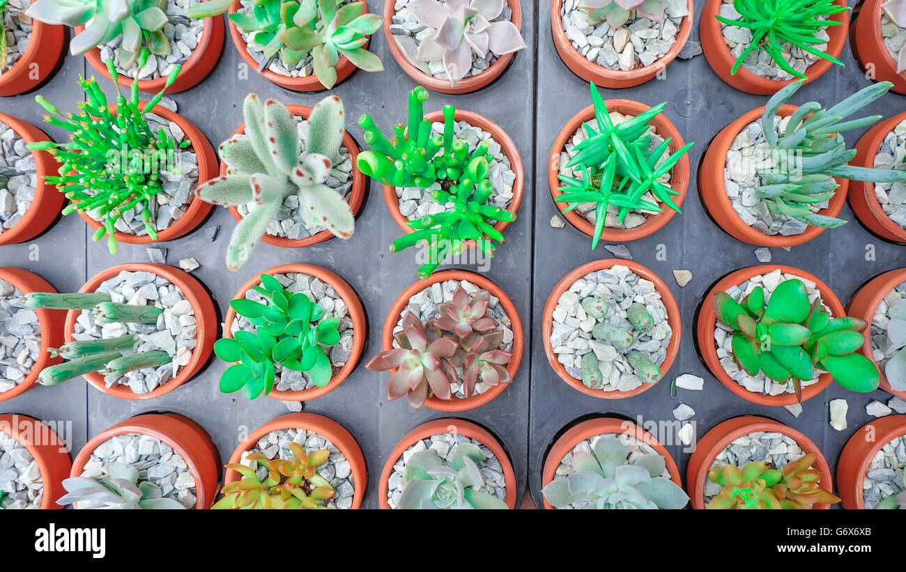 Cactus succulent Plant in Flower Pot, flat lay - Color tone Stock Photo