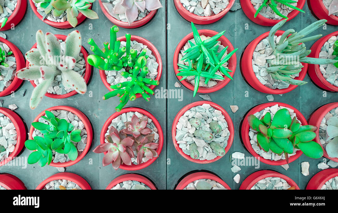 Cactus succulent Plant in Flower Pot, flat lay - Color tone Stock Photo