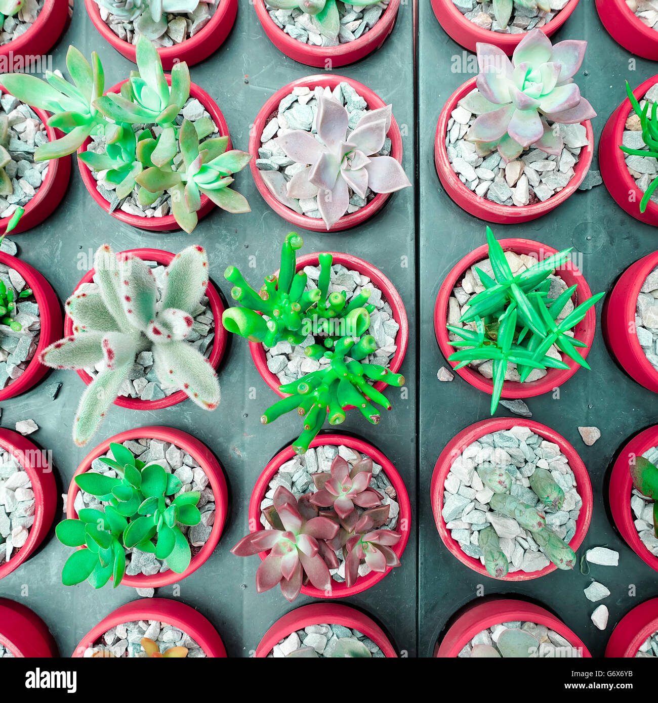 Cactus succulent Plant in Flower Pot, flat lay - Color tone Stock Photo