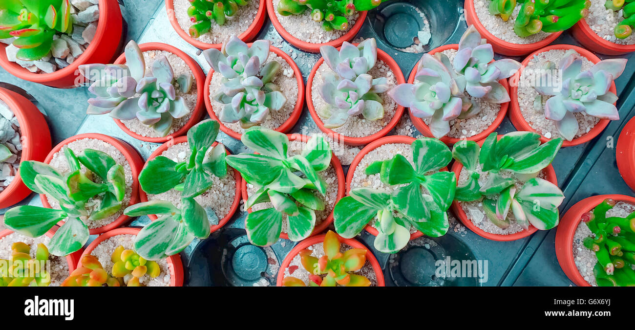 Cactus succulent Plant in Flower Pot, flat lay Color tone Stock Photo