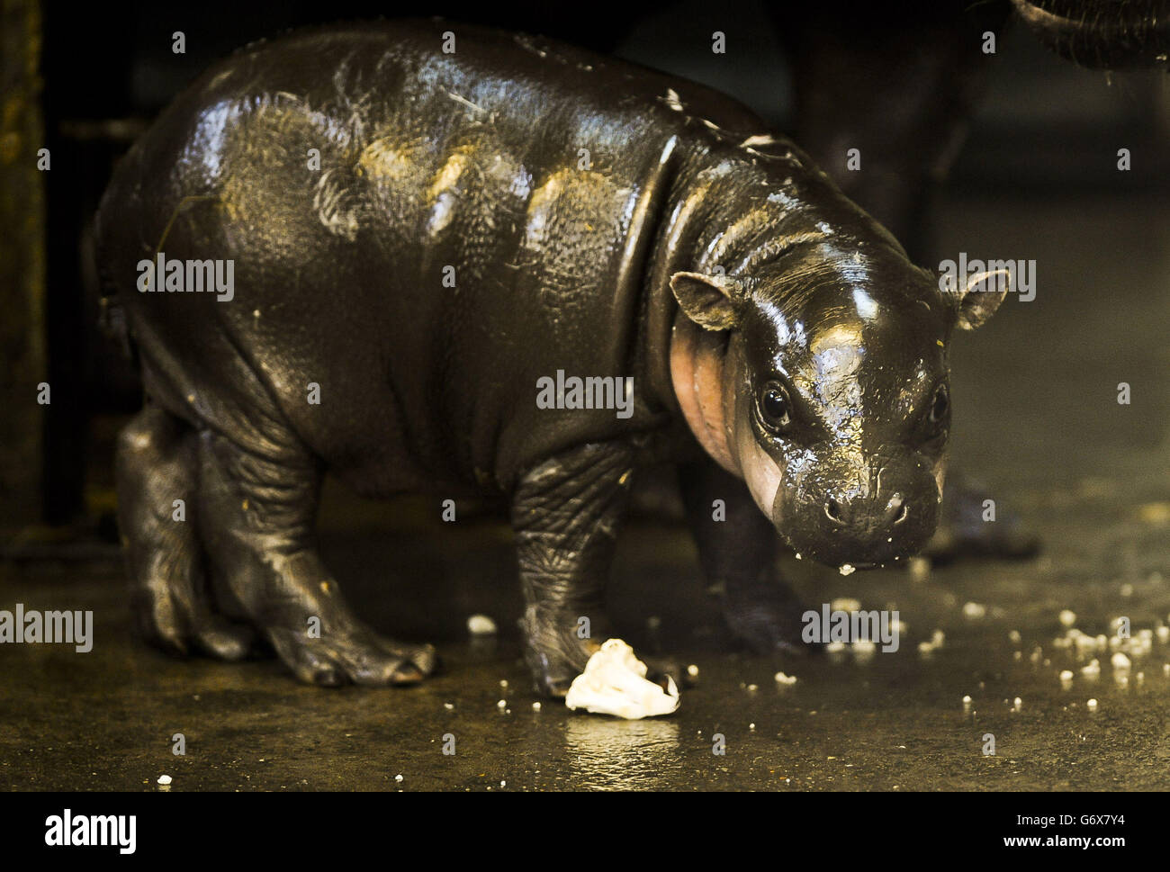 Pygmy hippo hires stock photography and images Alamy