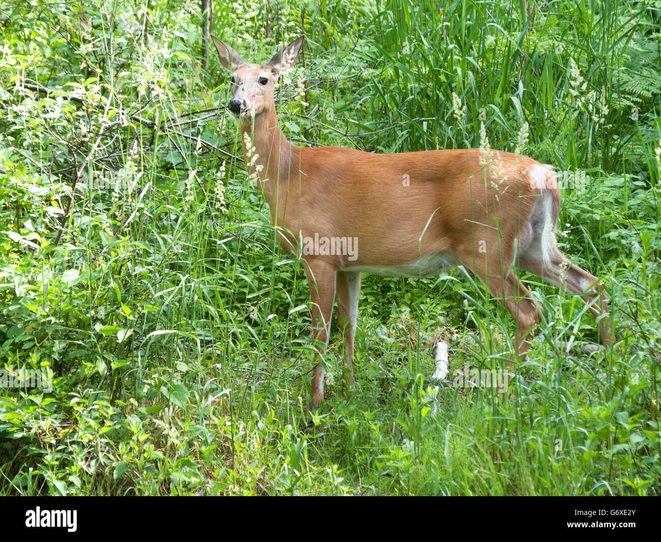 White Tailed Deer Standing In The Marsh Stock Photo