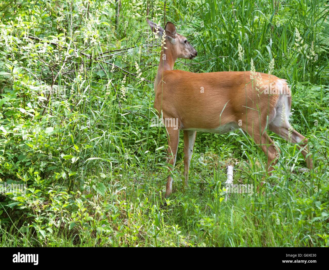 White Tailed Deer Standing In The Marsh Stock Photo