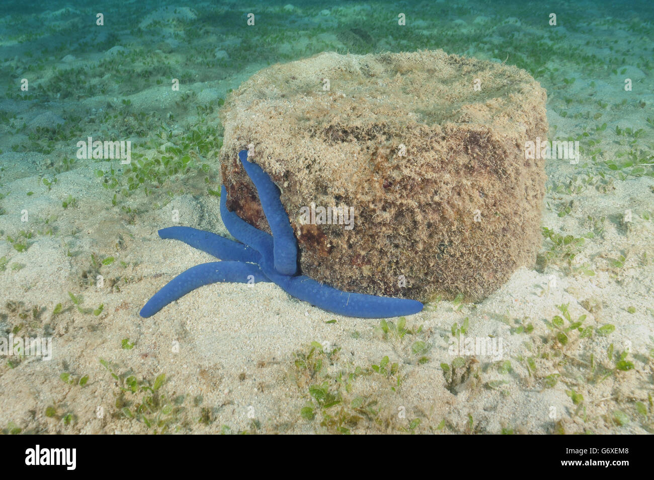 Blue sea star of Pacific ocean Stock Photo