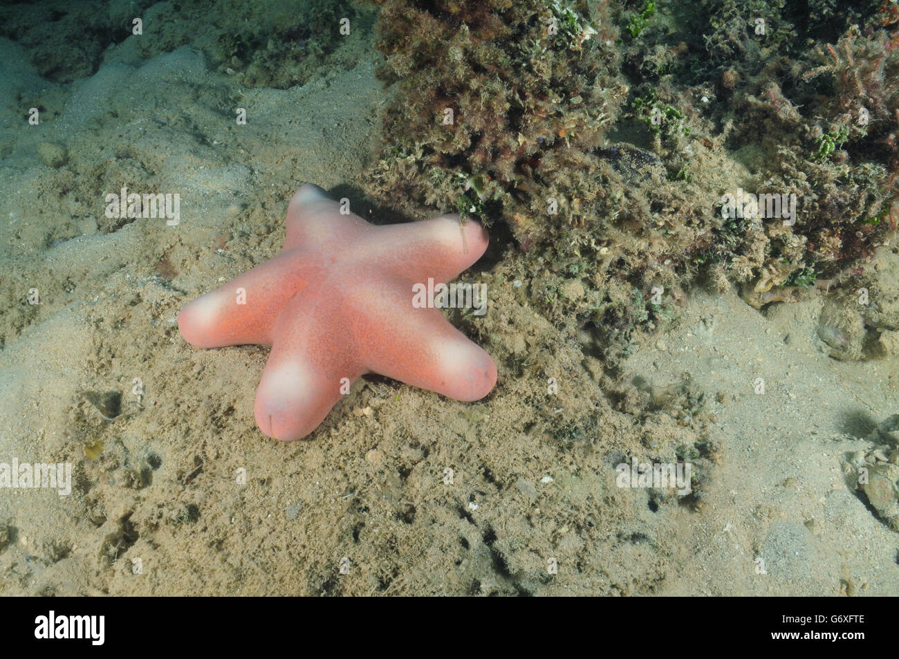 Pink sea star Stock Photo