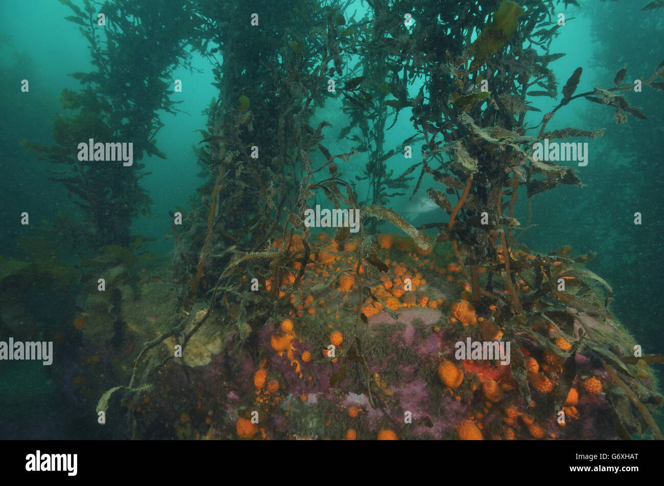 A rich crop of sponges on the bottom of the forest. Stock Photo