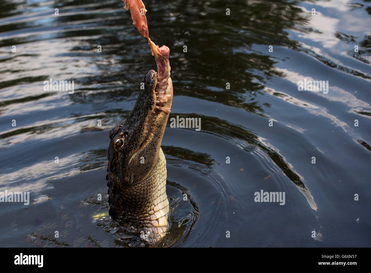 Louisiana Bayou Airboat High Resolution Stock Photography and Images ...